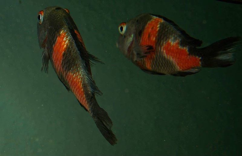Tropheus sp. 'kirschfleck' Mahale Mountains NP